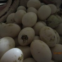 зайци и патeшки яйца, снимка 10 - Патици и гъски - 42446270