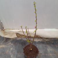 Японска Слива-(Prunus triloba)Промоция!!!, снимка 6 - Градински цветя и растения - 32561514