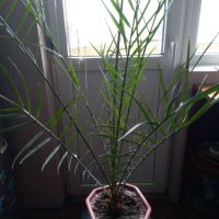 Палма-финикова, снимка 2 - Стайни растения - 30844825