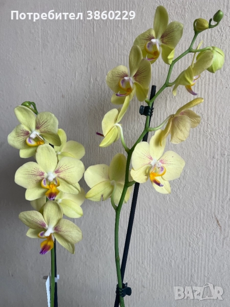 Орхидея, снимка 1