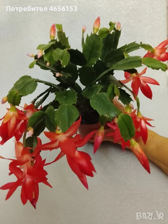 КОЛЕДНИЧЕ, снимка 1