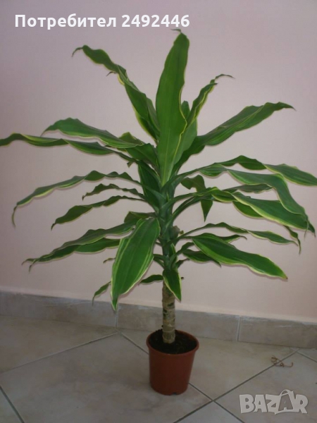 Драцена фрагранс Golden Coast /Dracaena fragrans Golden Coast/, снимка 1
