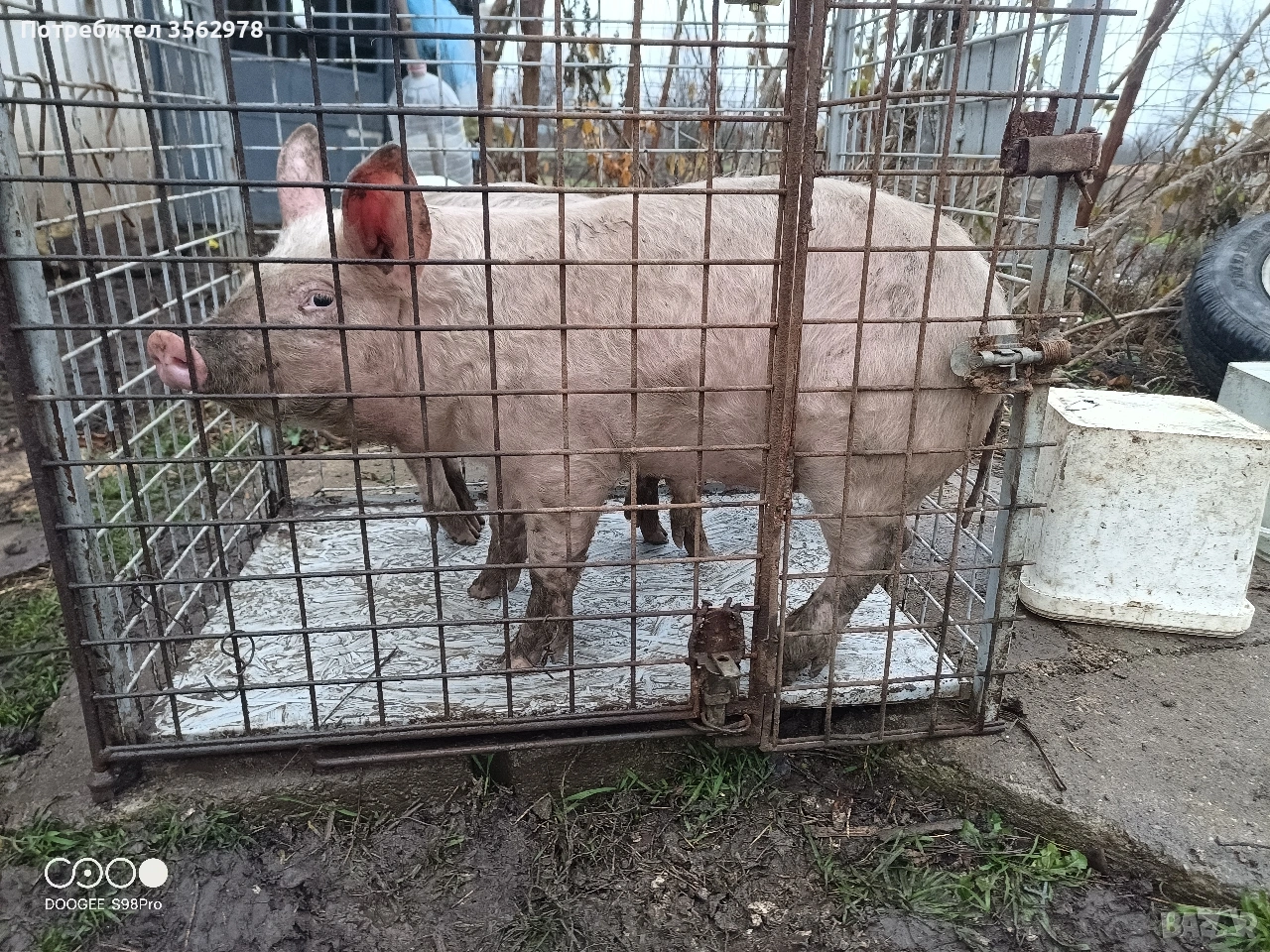 прасенца , снимка 1