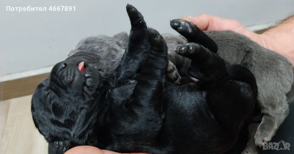 Кученца Кане корсо, снимка 1