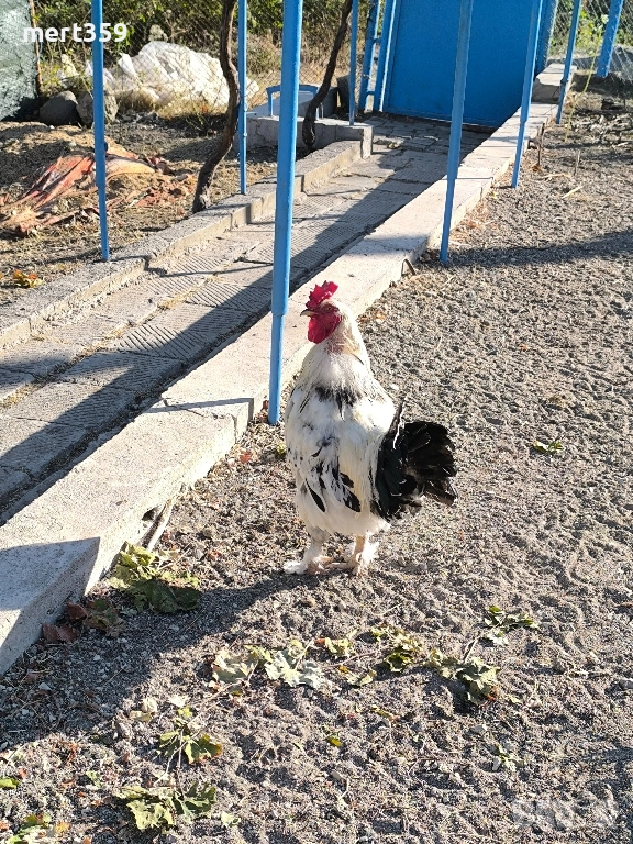 петели 🐓, снимка 1