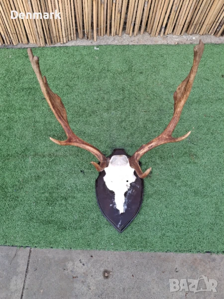 Много красив трофей от Елен лопатар., снимка 1