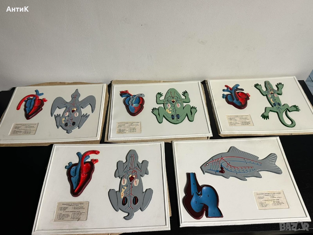 Соц Учебни Табла Помагала по Биология, снимка 1