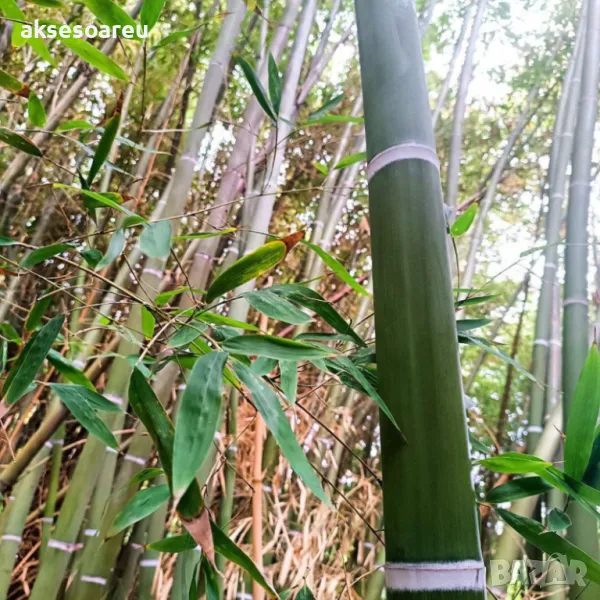 100 Семена от гигантски бамбук Moso Bambo градински горски декоративни растения за дома и двора бамб, снимка 1