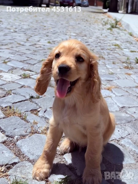 Кокер Шпаньол - момченце, снимка 1