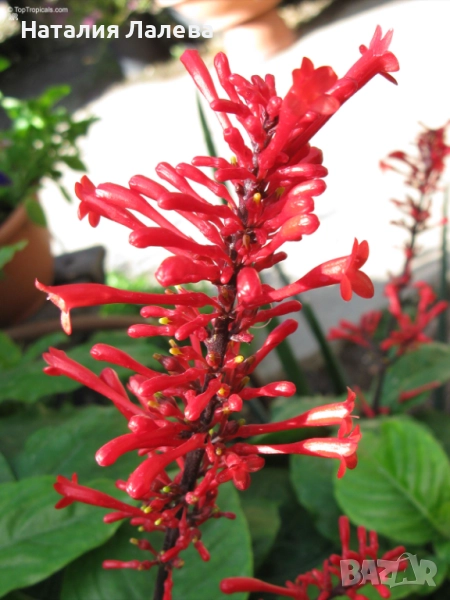 Одонтонема, odontonema, снимка 1