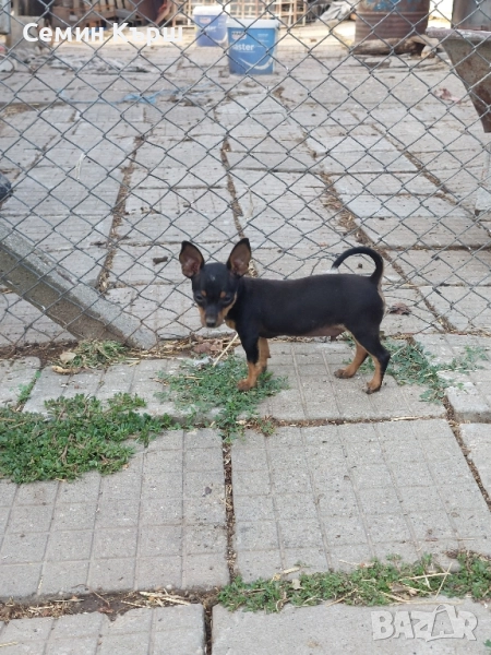 Мъжки мини пинчерчета , снимка 1