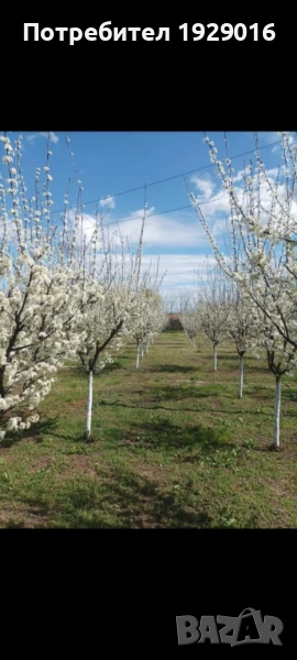 Къща с овощна градина с.Асеновци, снимка 1