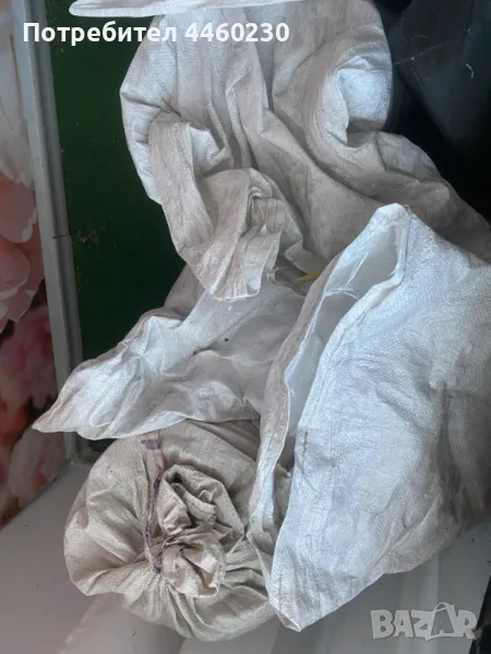 Семена лук, снимка 1