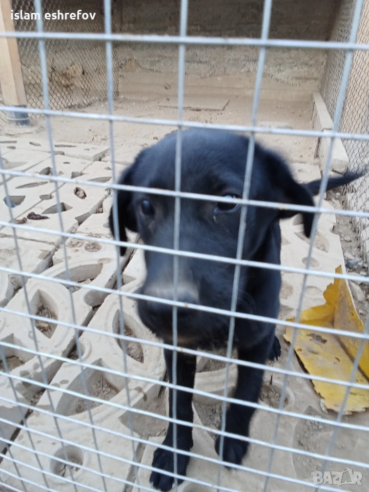 Лабрадор с паспорт и всички эадължителни ваксини мъжки на 8 месеца, снимка 1