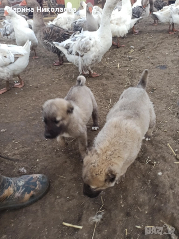 Мъжко кангалче , снимка 1