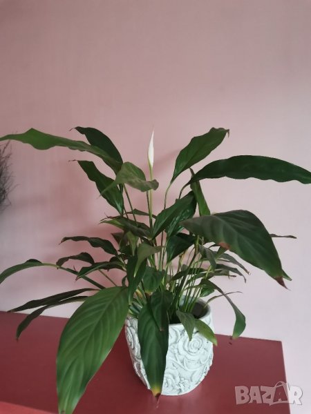 Спатифилиум, снимка 1