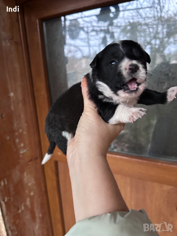 Кученца, снимка 1