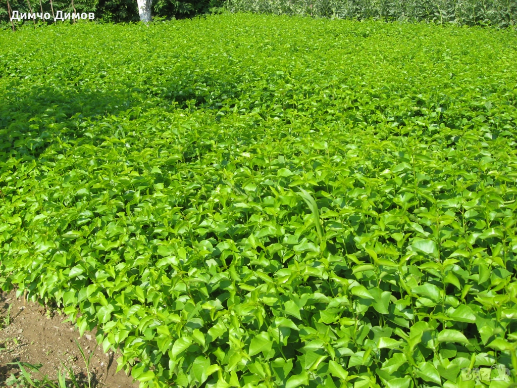 Продавам подложки махалебка и джанка, снимка 1