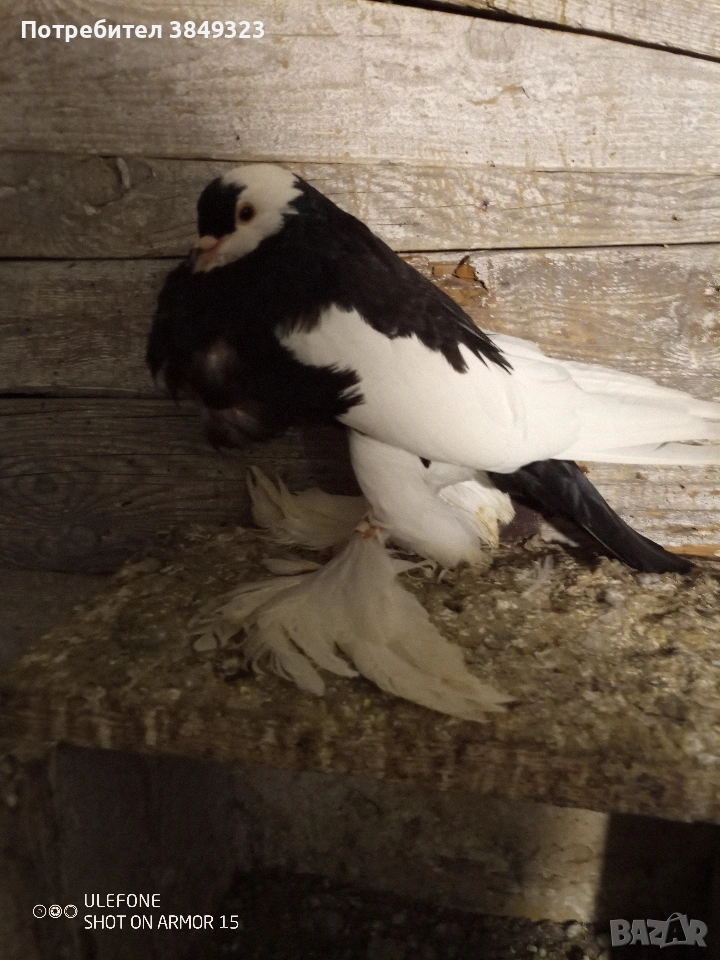 два черни мъжки и жълта женска цената е за трите общо, снимка 1