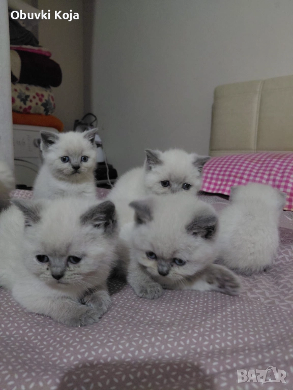 Не са красиви ами просто са уникални, снимка 1