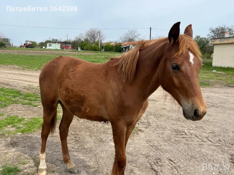 Конче, снимка 1