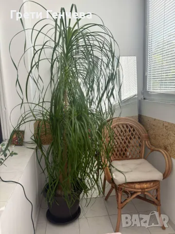 ПОДАРЯВАМ НОЛИНА вис. 180 см, снимка 4 - Стайни растения - 50336444