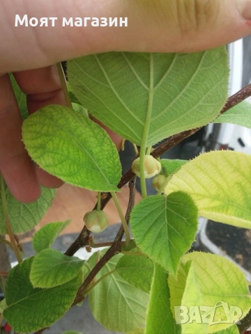 Киви - 10 вида, снимка 8 - Градински цветя и растения - 53641264