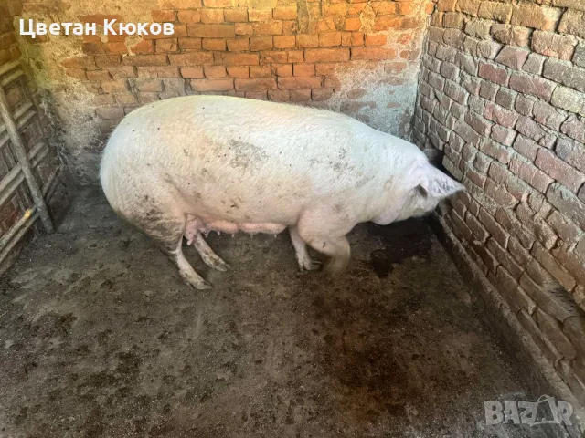 продавам малки прасенца , снимка 3 - Прасета - 56261523