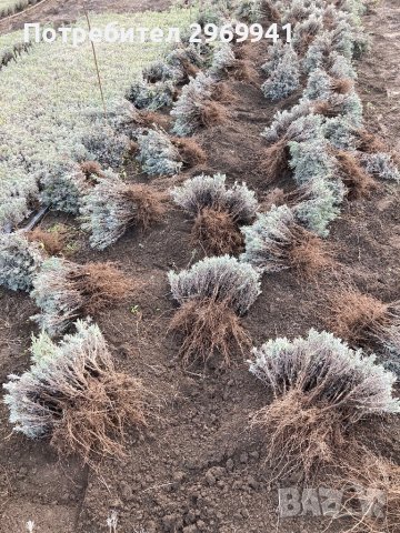  Разсад лавандула на едро и дребно, снимка 3 - Градински цветя и растения - 31696645