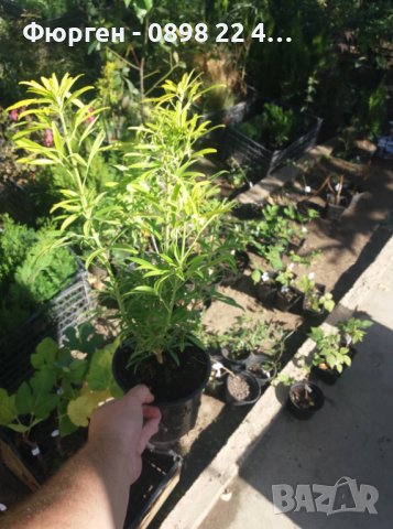  Чойсия  (Портокалово цвете) - Choisya Aztec Gold, снимка 8 - Разсади - 36762009