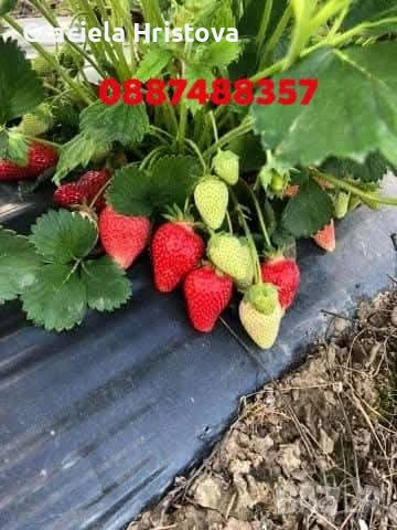 Продавам качествен разсад ягоди , снимка 5 - Градински цветя и растения - 53746597