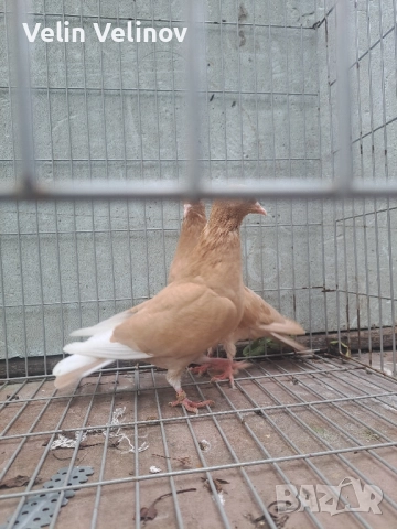 Промоцията свърши. Английски типлери. , снимка 8 - Гълъби - 49562099