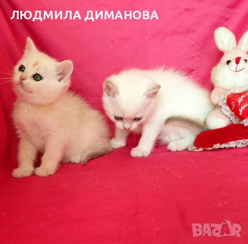 Шотландски мъжко женско , снимка 9 - Британска късокосместа - 53744127