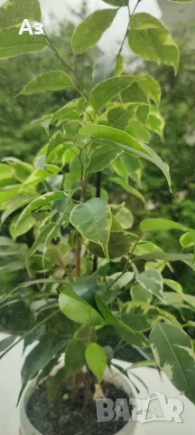 Продавам бенджамини, пъстри листа, 4 бр налични, снимка 6 - Стайни растения - 49961789