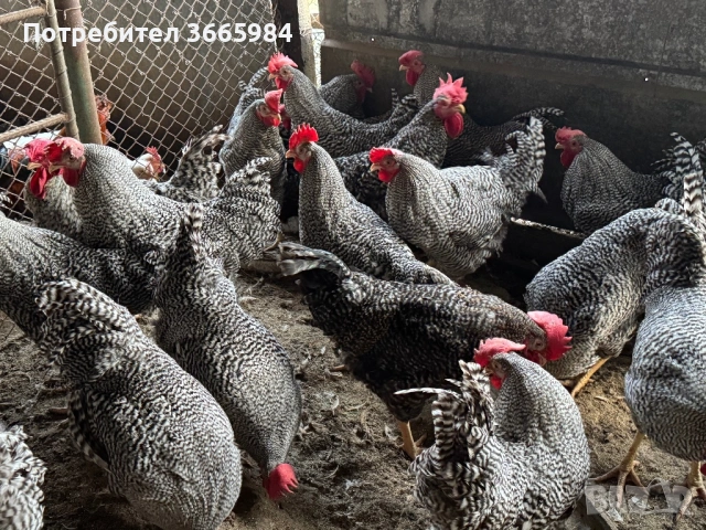 Продавам петли за ПЕТЛЬОВДЕН, снимка 3 - Кокошки и пуйки - 53203314