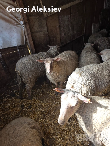 Чистокръвни овце Мутон шароле, снимка 8 - Овце - 53749010
