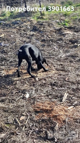 Продавам мъжко кученце на 6 месеца, снимка 8 - Курцхаар - 53474878