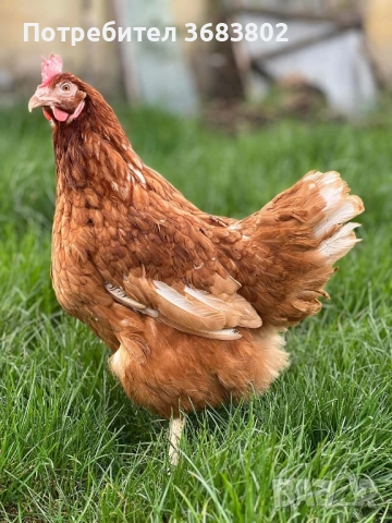 Кокошки ломан браун, снимка 2 - Кокошки и пуйки - 51591645
