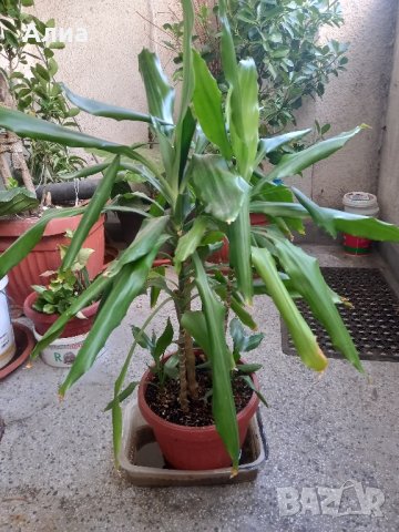 Драцена маргината и Драцена фрагранс, снимка 6 - Стайни растения - 42065724