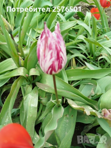 Продавам луковици от пролетни цветя - лалета, нарциси, зюмбюли....., снимка 5 - Градински цветя и растения - 52896351