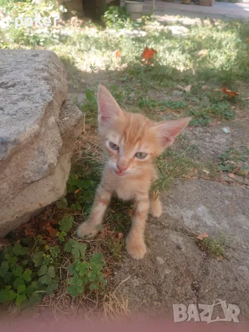 Подарявам котенца 