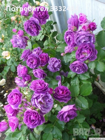 Роза 18, снимка 1