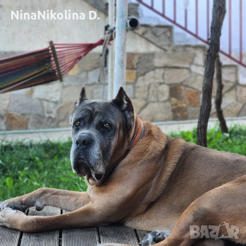 гледане на кучета в домашни условия в вила до Обзор, снимка 4 - Други - 53538213