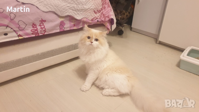 Уникален красив мъжки котарак Регдол (Ragdoll)  на 1 г. търси запознанство !, снимка 2 - Търси партньор - 52816466