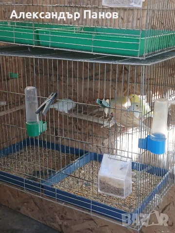 Продавам канарчета!, снимка 5 - Канари - 55980710