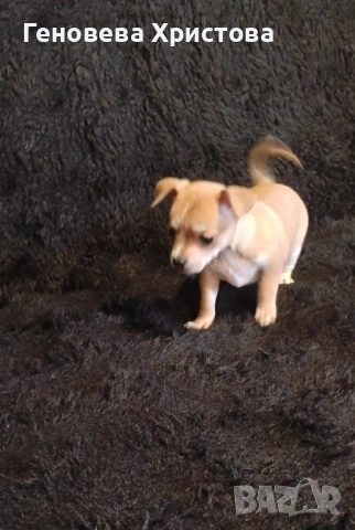  Чистокръвни пинчери!Мъжко и женско!, снимка 2 - Пинчер - 53620606