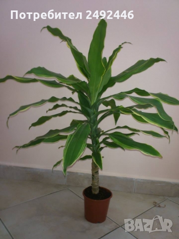 Драцена фрагранс Golden Coast /Dracaena fragrans Golden Coast/