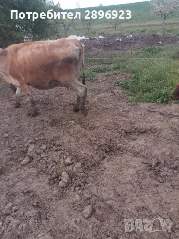 16 броя крави юници, снимка 4 - Крави - 50015524
