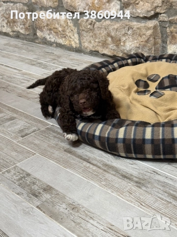 Лагото романьол, снимка 4 - Други - 52878109