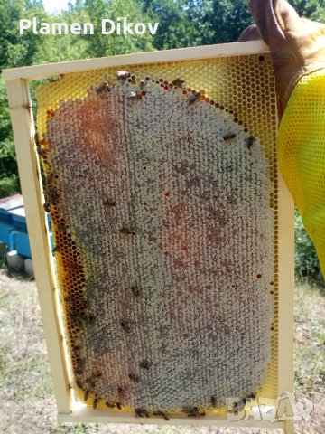Манов мед от с. Българи, снимка 6 - Пчелни продукти - 41717256